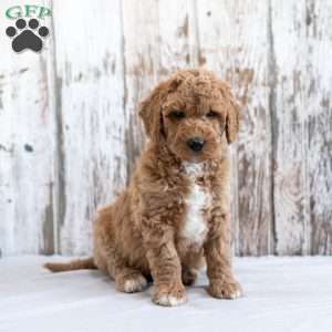 Hedwig, Mini Labradoodle Puppy